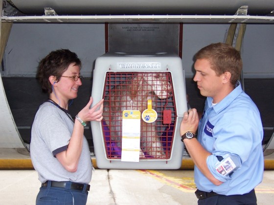 Midwest Airlines' crewmembers board a dog in the cargo area.